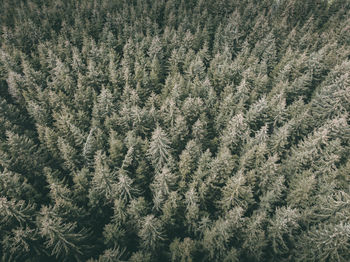 Full frame shot of pine trees in forest during winter