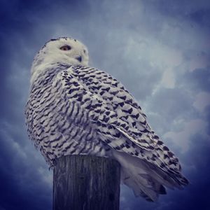 Low angle view of eagle perching on wooden post against sky