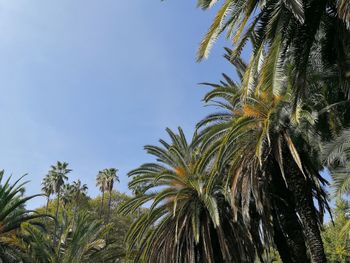 Low angle view of palm trees against clear sky