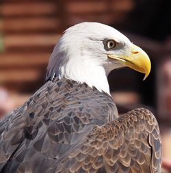 Close-up of a bird