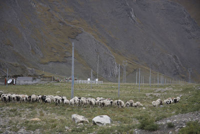 Flock of sheep grazing in a field