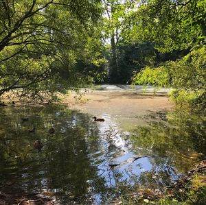 Scenic view of lake in forest