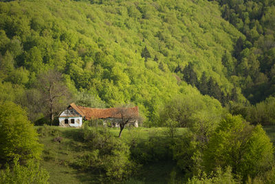House amidst trees in forest