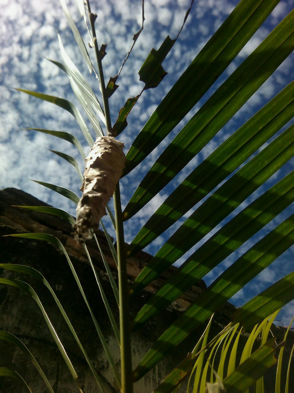 leaf, growth, low angle view, green color, palm tree, sky, nature, plant, tree, palm leaf, day, beauty in nature, outdoors, close-up, no people, cloud - sky, tranquility, green, natural pattern, branch