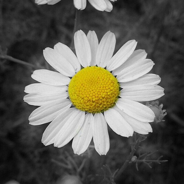 flower, petal, freshness, flower head, fragility, yellow, close-up, pollen, single flower, daisy, beauty in nature, growth, focus on foreground, blooming, nature, white color, in bloom, plant, outdoors, selective focus