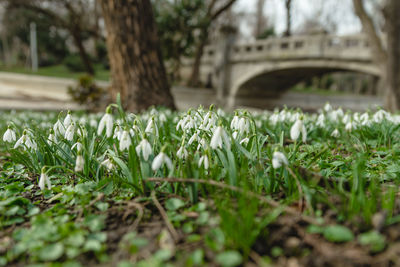 Close-up of flowering plants on field
