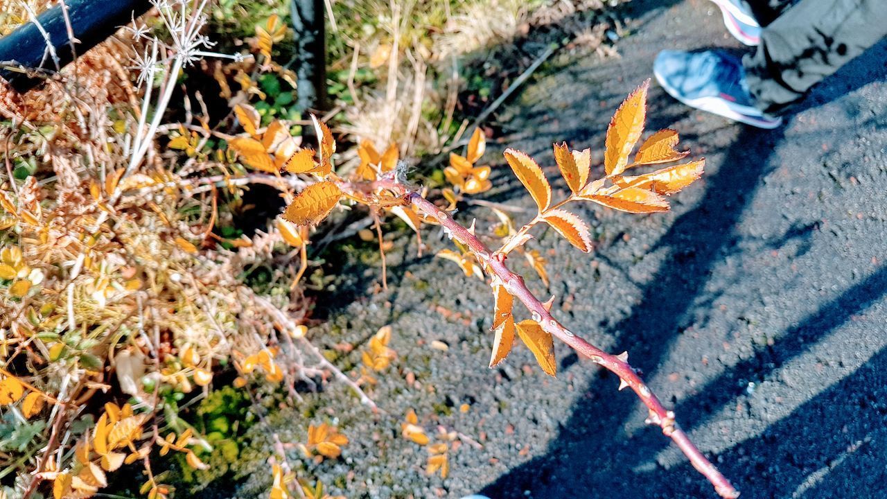 HIGH ANGLE VIEW OF MAPLE LEAVES ON ROAD