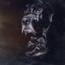 Portrait of a dog