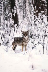 Cat on snow covered tree
