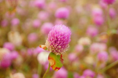 Close-up of pink flowering plant on field