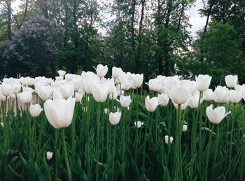 Close-up of white flowers blooming in park