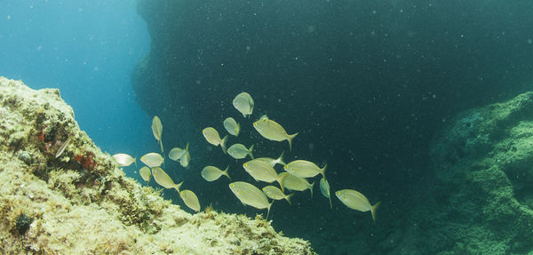 Fish swimming in sea