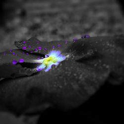 Close-up of purple flower