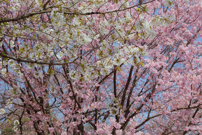 Low angle view of pink flower tree against sky