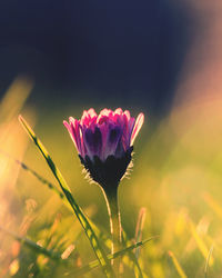 Close-up of pink flower on field