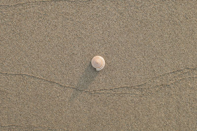 Close-up of shell on beach