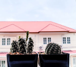 Close-up of potted cactus plant against building