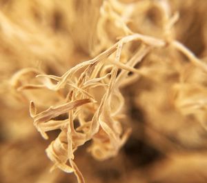 Close-up of dry plant