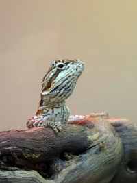 Close-up of lizard on tree