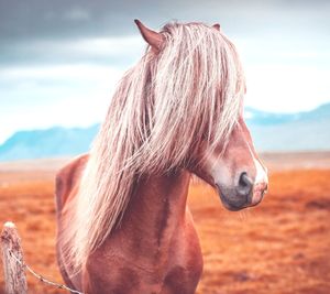 Close-up of horse against sky