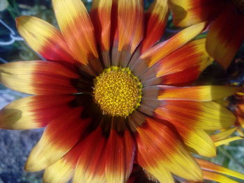 Close-up of flower blooming outdoors