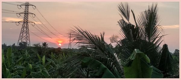 Close-up of plants growing on field against sky during sunset