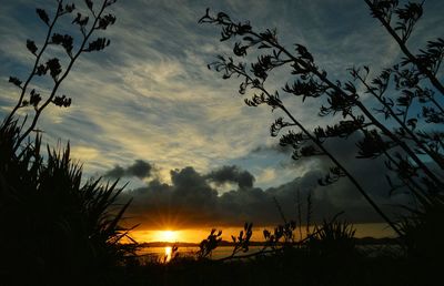 Silhouette of trees at sunset