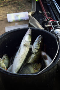 High angle view of fish in container