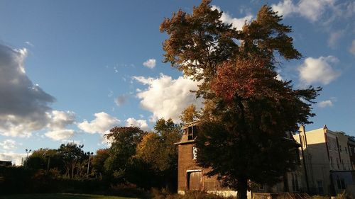 Low angle view of trees against sky