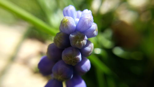 Close-up of purple flowers