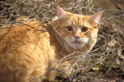 Close-up portrait of a cat