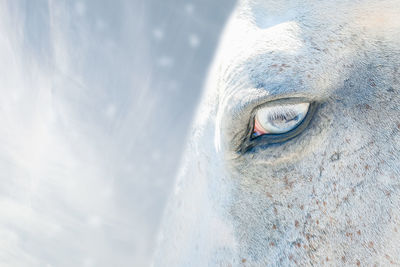 Wonderful ice blue horse eye
