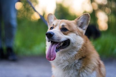 Cute corgi dog portrait . high quality photo. beautiful corgi dog photo prortrait.