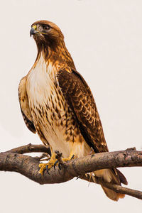 Close-up of eagle perching on branch against sky