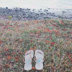 High angle view of shoes on grass