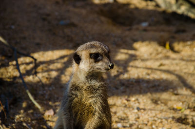 Close-up of meerkat