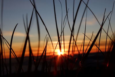 Close-up of silhouette plants against sky during sunset