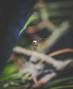 Close-up of spider