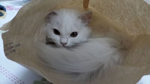 Portrait of cat sitting at home