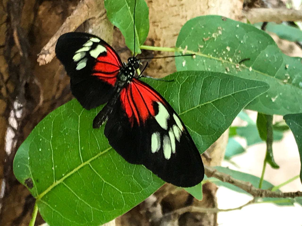 Butterflies for Africa