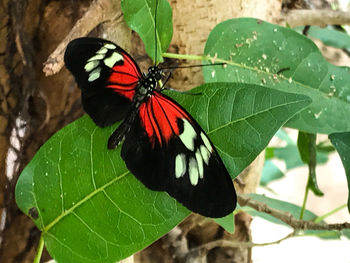 Close-up of butterfly on plant