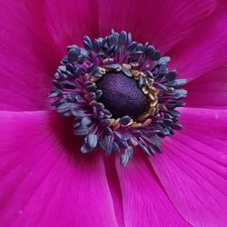 Close-up of pink flower blooming outdoors