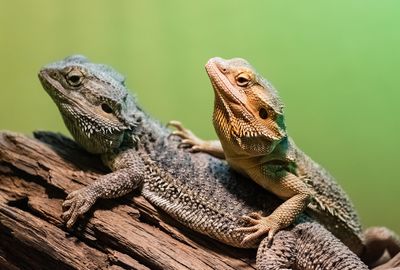 Close-up of lizards sitting on branch