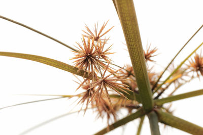 Low angle view of plant against sky