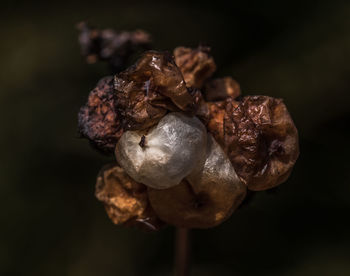 Close-up of dry flowers