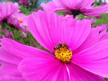 Close-up of bee on purple flower