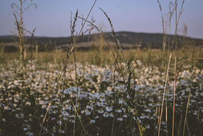 Close-up of flowering plants on field against sky