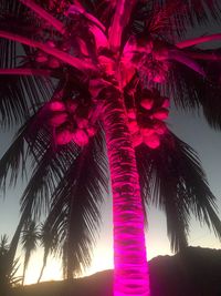 Low angle view of palm trees against sky during sunset