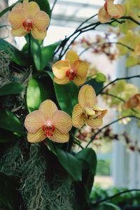 Close-up of yellow flowering plant