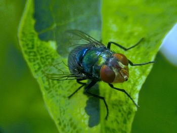 Close-up of insect on flower